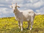 A 2 month old goat kid in a field of capeweed