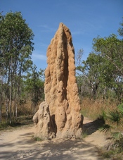 English: These termite mounds were most impressive. From the park sign: Cathedral Termite Mound This mound is home to a colony of grass eating termites, Nasutitermes triodiae. It's about 5 meters high and could be over 50 years old. Kingdom:Animalia Phylu