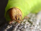 Close-up of a caterpillar face.