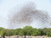 Red-billed Queleas form enormous flocks sometimes tens of thousands strong.