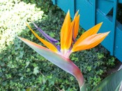 English: A close-up of a bird of paradise flower