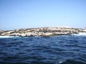 The island seen from the water. A large number of seals can be seen on its surface.