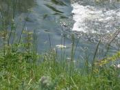 English: Sids' Weir on the River Witham in the Summer
