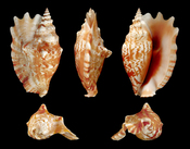', , Laciniate Conch; length 10 cm; originating from Bohol Island, Philippines; shell from own collection, therefore not geocoded. Dorsal, lateral (right side), ventral, back, and front view.