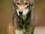 Red wolf at Point Defiance Zoo and Aquarium
