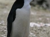 English: Chinstrap Penguin (Pygoscelis antarctica).