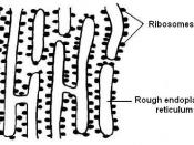 English: Diagram of rough endoplasmic reticulum by Ruth Lawson, Otago Polytechnic.