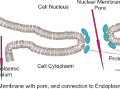 English: Illustration of double layer of the nuclear membrane with pore surrounded by protein complexes and connection to the Endoplasmic reticulum