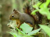 The Douglas Squirrel (Tamiasciurus douglasii) is an example of wildlife.