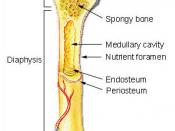 Parts of a long bone