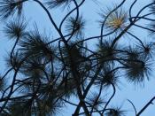 Pine needles abstract