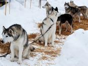 Sled dogs at Vermilion Winter Days
