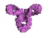 Molecular surface of Immunoglobulin (IgG) Molecular surface of Immunoglobulin (IgG). Water-accessible surface as shown by Grasp (Anthony Nicholls, Kim Sharp and Barry Honig, PROTEINS, Structure, Function and Genetics, Vol. 11, No. 4, 1991, pg. 281ff). Str