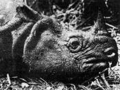 Head of a male Javan rhino shot on 31 January 1934 at Sindangkerta in West Java. Specimen preserved in the Zoological Museum of Buitenzorg (Bogor) (from Sody, 1941, first published in Indonesia).