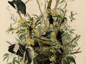 Plate 21 of Birds of America by John James Audubon depicting Mocking Bird.