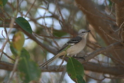 Taken at Gumbo Limbo Nature Center in Boca Raton, FL on 1/25/09.