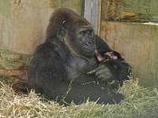 English: The baby was born at lunchtime (Tuesday September 27) by natural birth to Salome, and both mother and baby appear to be doing well. Please credit Bob Pitchford, courtesy of Bristol Zoo Gardens if you use this photo.