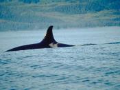 English: Dorsal Fin of the orca whale, thanks to the 'NOAA Photo Library' he:תמונה:Orca dorsalfin NOAA.jpg uk:Зображення:Orca dorsalfin NOAA.jpg