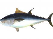 Large open water fish, like this Northern bluefin tuna, are oily fish.