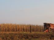 English: Corn harvest with an IHC International combine harvester, Jones County, Iowa, USA