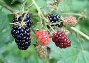 English: Blackberries in a range of ripeness, in West Hartford, Connecticut