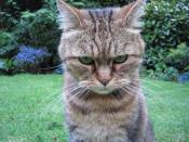 English: Angry cat