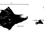 English: Illustration of beaver tracks