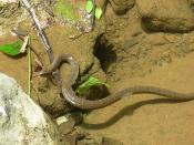 Nerodia sipedon (Northern Water Snake) shedding skin at Natural Bridge, Virginia
