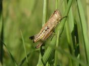 Grasshopper Devon 2004