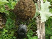 a dung beetle, near the giant tomb Sa Ena 'e Thomes, Sardinia, Italy Français : un bousier, photographié en Sardaigne