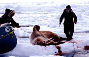 Walrus hunting