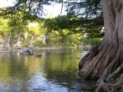 English: Baldcypress trees on the banks of the Guadalupe River in of Texas, United States.