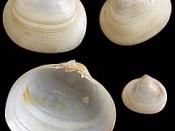 Kellia suborbicularis; Marine bivalved shell from the North Sea.