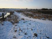 Doxey Marsh in the Snow