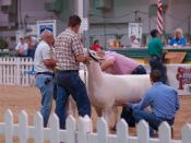 Sheep being judged at the 2007 Indiana State Fair