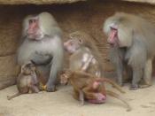 Distinct sexual size dimorphism can be seen between the female and two male Hamadryas baboons.