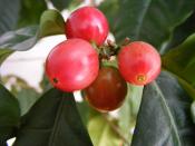 English: Coffee berries Polski: Owoce kawy