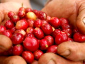 English: Red coffee cherries are mature coffee berries, fit to be pulped according to the 'wet method', to obtain 'washed coffee', the standard for specialty coffee.