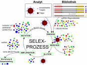 Deutsch: Der SELEX-Prozess (Systematic Evolution of Ligands by EXponential Enrichment, zu deutsch: Systematische Evolution von Liganden durch exponentielle Anreicherung)