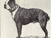 Boston Terrier from 1915