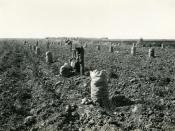 English: Harvesting potatoes in Idaho's Boise Valley, circa 1920.