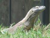 English: Komodo dragon in the Smithsonian National Zoological Park