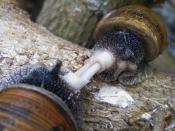 English: Helix aspersa snails mating. Português: Acasalamento de caracóis