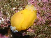 The sea slugs (Doriopsilla albopunctata) are mating. Like most nudibranchs, they are simultaneous hermaphrodites, having both male and female genitalia at the same time.