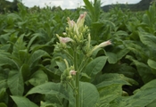 Nicotiana tabacum inflorescences, in a field in Dordogne, France.