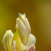Hymenopus coronatus orchid mantis. Français : Mante orchidée (Hymenopus coronatus) Deutsch: Orchideenmantis (Hymenopus coronatus).
