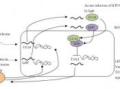 Overview of Plant Circadian with LHY/CCA1 and TOC1