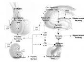 This figure describes the relationships between cortisol synthesis by the HPA axis and cortisol binding to hippocampal MR receptors with respect to synaptic firing at CA1 hippocampal neurons