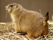 English: A black-tailed prairie dog at the National Zoo in Washington, D. C., forages above ground for food. During the spring, prairie dogs eat herbs, grasses, leaves, and parts of new shrubs; during the summer prairie dogs search out seeds; and during t