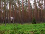 A pine forest is an example of a temperate coniferous forest